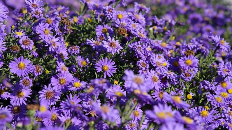 Aster's Delisting: What the Wash Trading Allegations Mean for its Price