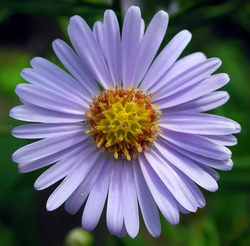Aster Crypto: What It Is & Why It Could Redefine On-Chain Trading