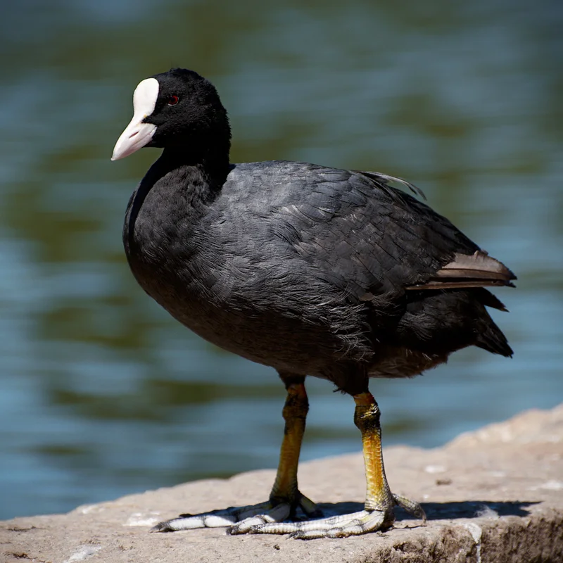 COOT Stock's Insane 365% Jump: What's Behind It and Why I'm Not Buying It